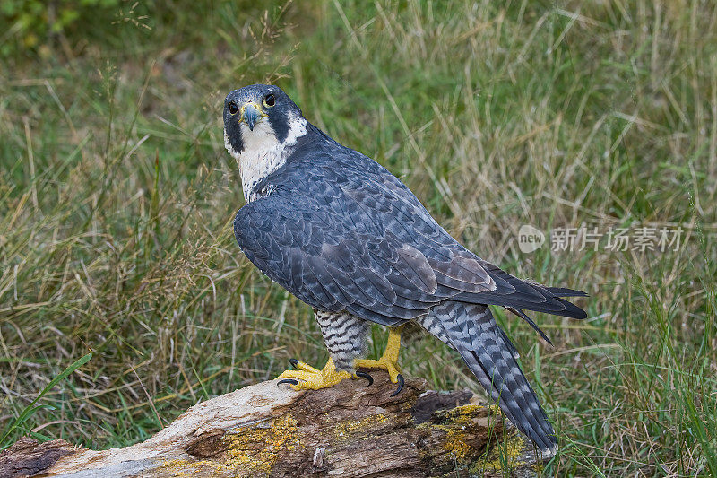 游隼或Peale's Peregrine Falcon, Falco peregrinus或Falco peregrinus Peale，也被简单地称为游隼，在北美历史上被称为“鸭鹰”，是隼科的一种世界性的猛禽。蒙大拿州Kalispell